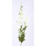 38" Delphinium Stem - White