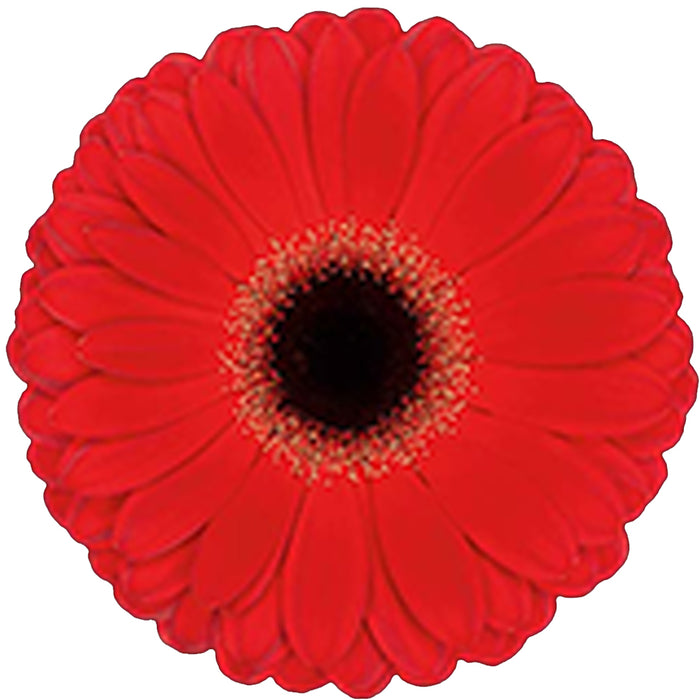 Gerber Daisy