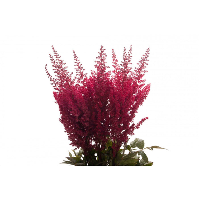 Astilbe