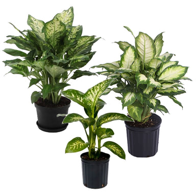 Dieffenbachia