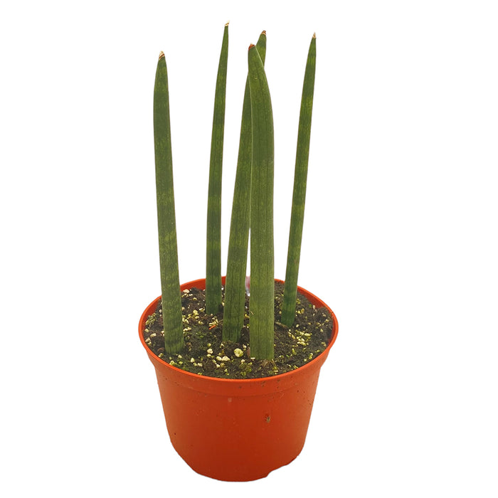 6 In Sansevieria Cylindrica