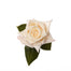 Pink Roses