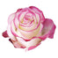 Novelty Roses