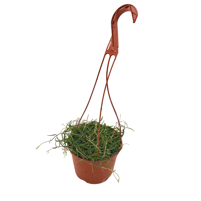 6" String of Needles