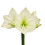 Amaryllis