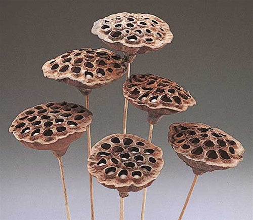 Lotus Pod Stems - Natural