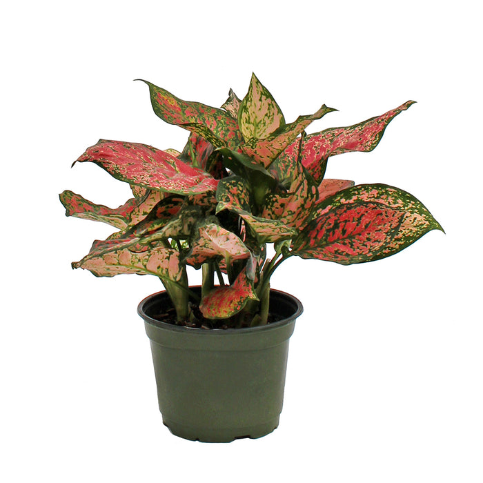 Aglaonema Pink