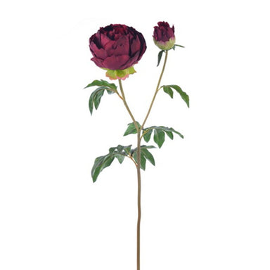 27 in Peony - Burgundy