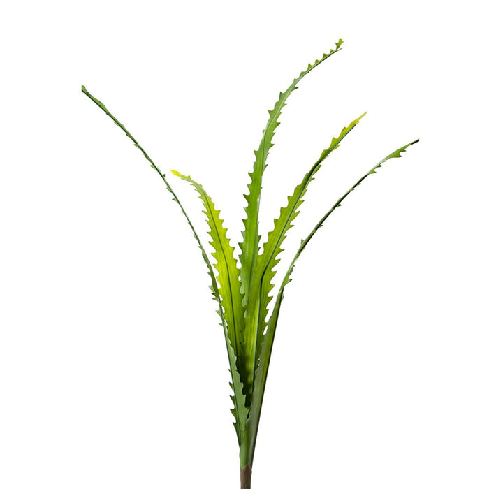 38 in Saw Leaf Plant