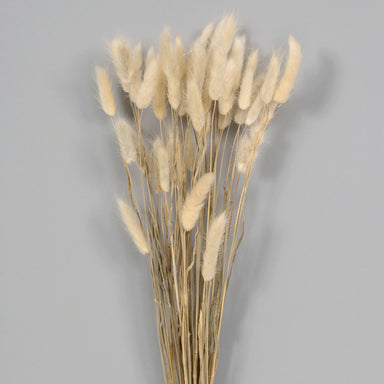 23" Dried Plume Bunch - Natural