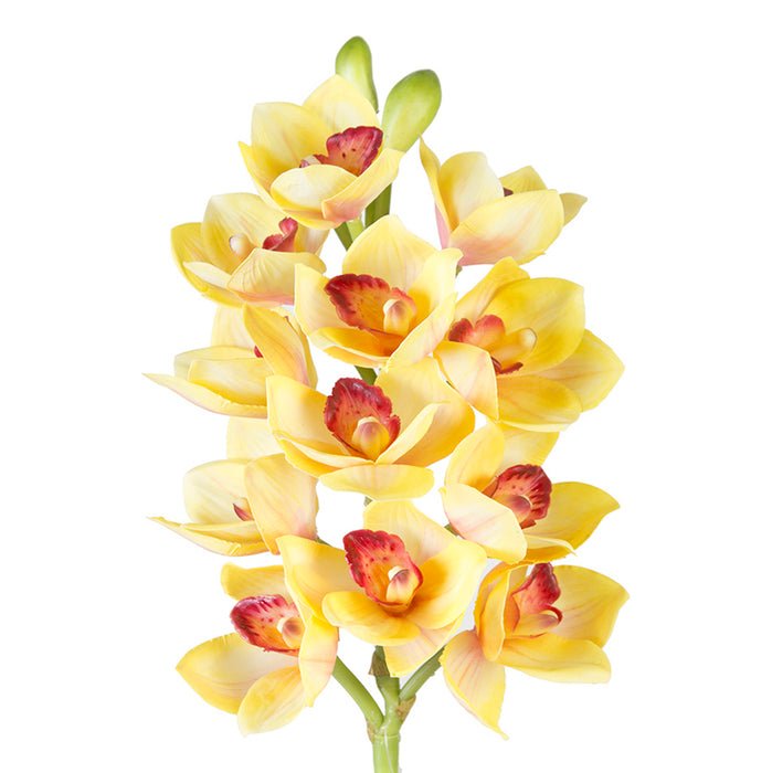 Cymbidium Orchid