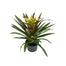 Bromeliad Plant