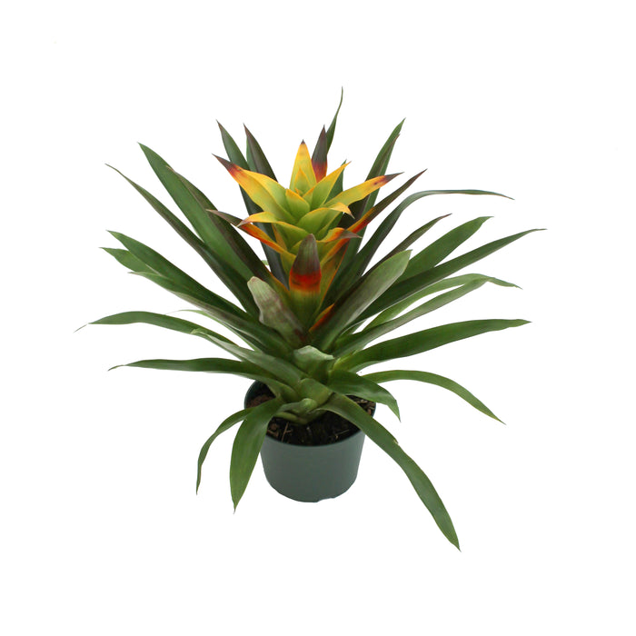 Bromeliad Plant