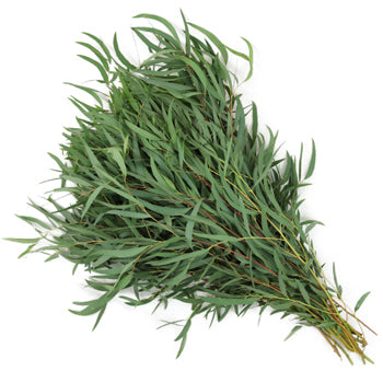 Eucalyptus Willow