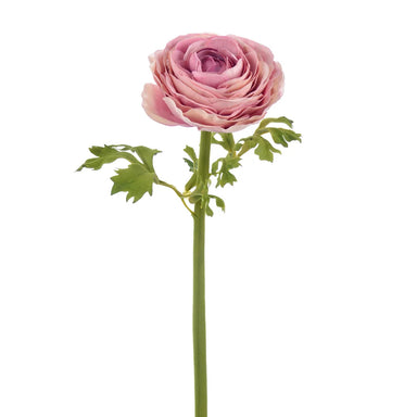 22" Ranunculus Stem - Deep Lavender