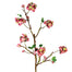Cherry Blossom Branch