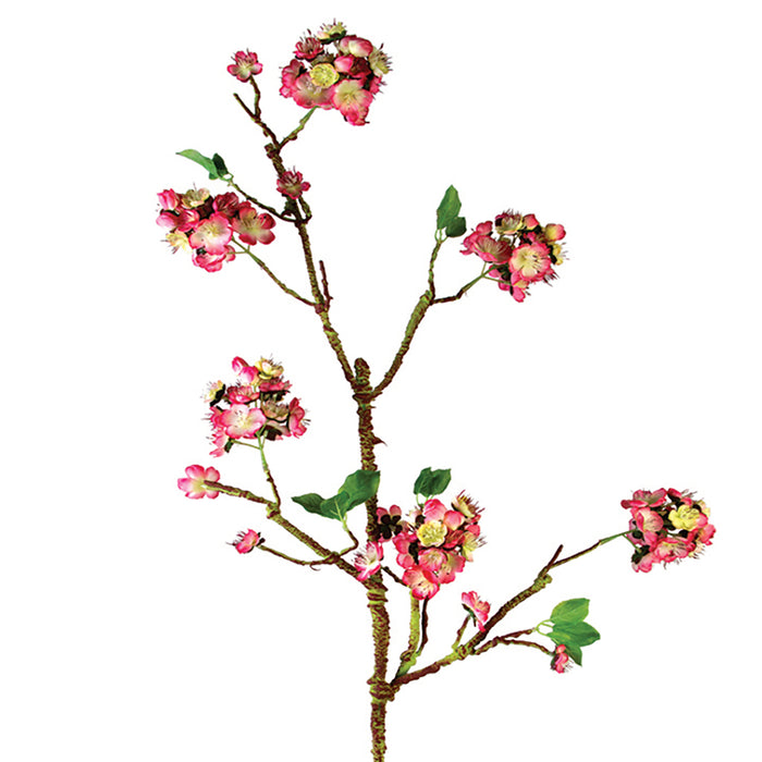 Cherry Blossom Branch