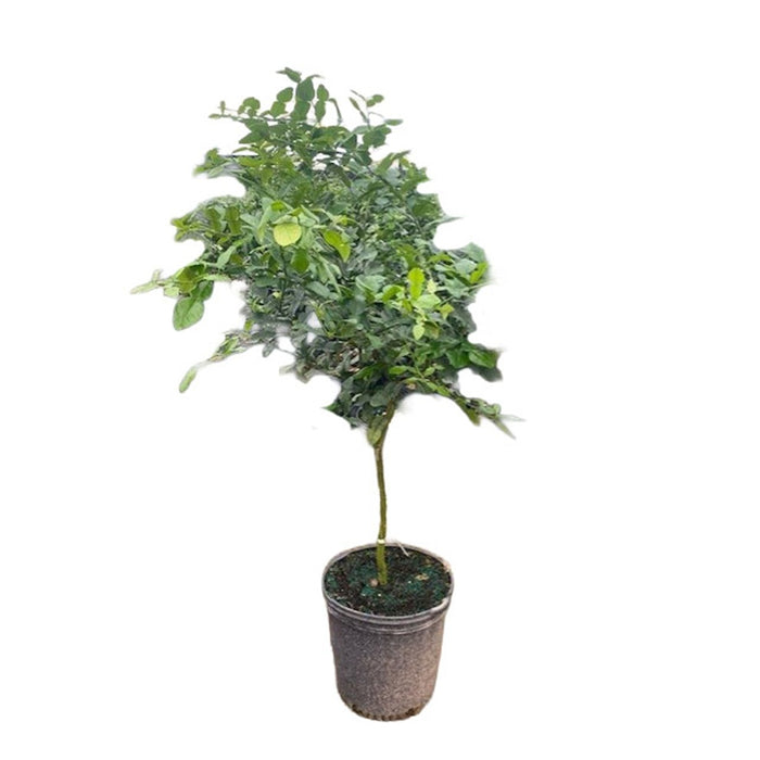 17 in Kaffir Lime Standard