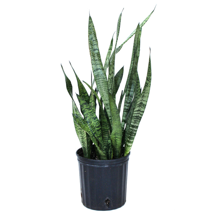 Sansevieria