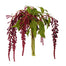 Amaranthus