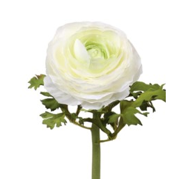 21" Open Ranunculus - White