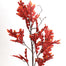 Fall Oak Leaf Spray - Blaze Orange