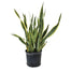 Sansevieria