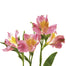 Alstroemeria Pink