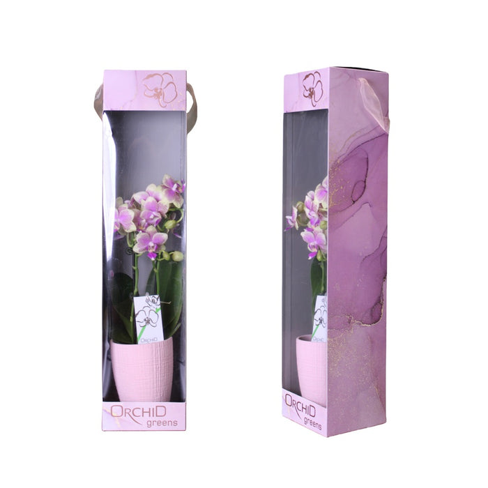 3.5 in Phalaenopsis Orchid in Ceramic Pot & Gift Box
