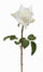 Garden Rose - White