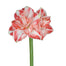 Amaryllis Stem Red