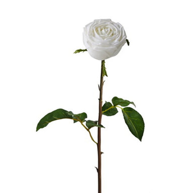 24 in English Rose - White
