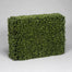 Boxwood Hedge - Green