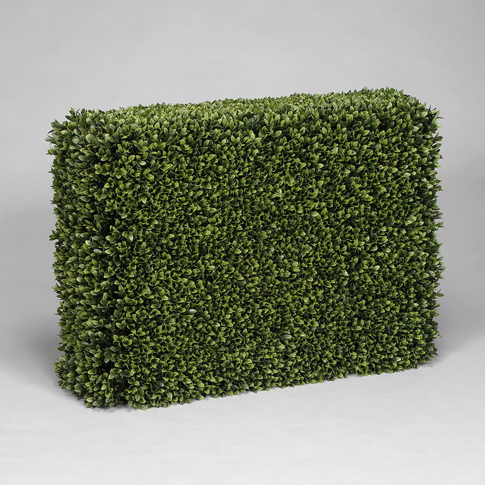 Boxwood Hedge - Green