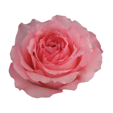 Garden Rose Mayra's Pink