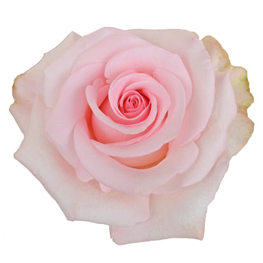 Rose 50cm Novia