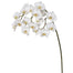 44" Phalaenopsis Orchid Spray - White