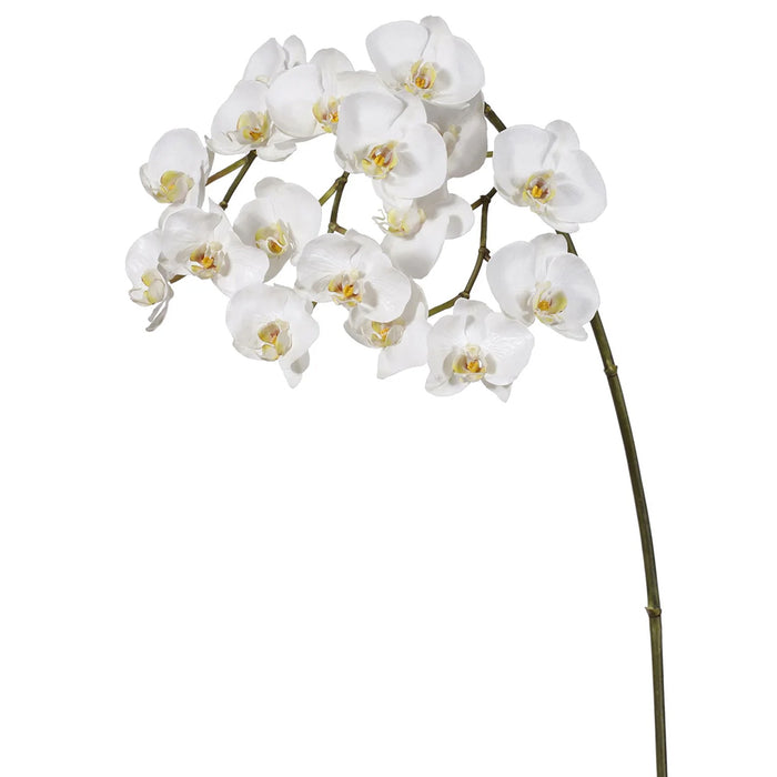 44" Phalaenopsis Orchid Spray - White