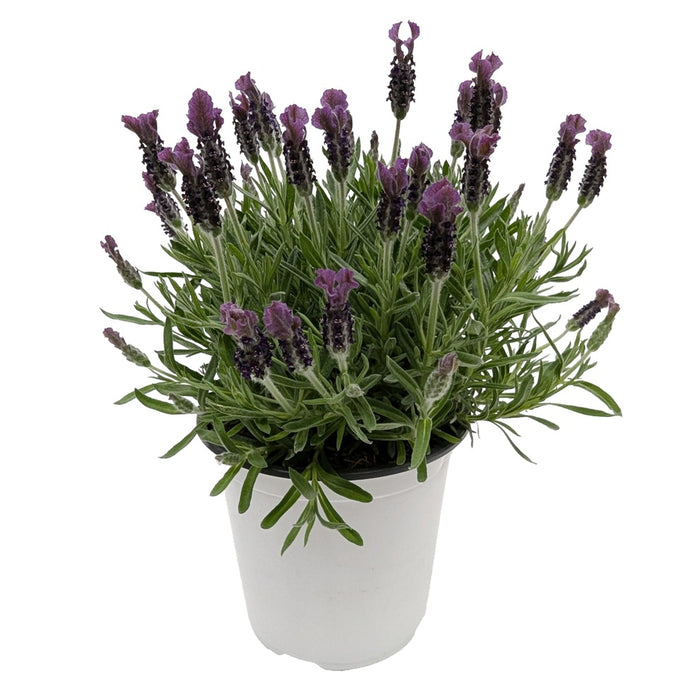 6 in Lavender Premium