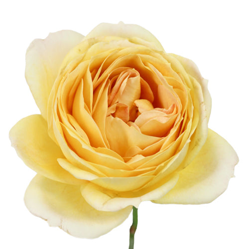 Garden Rose Caramel Antike