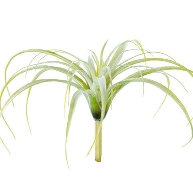 10.5 in Tillandsia Tectorum - Sage