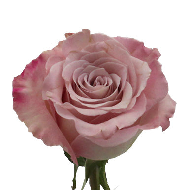 Hot Pink Roses