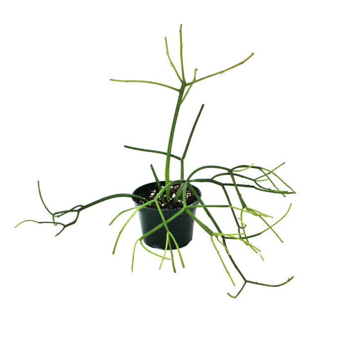 6" Sticks of Fire Succulent