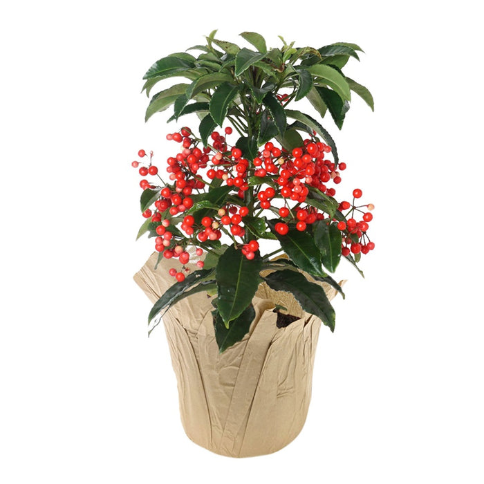 4 in Ardisia Plant