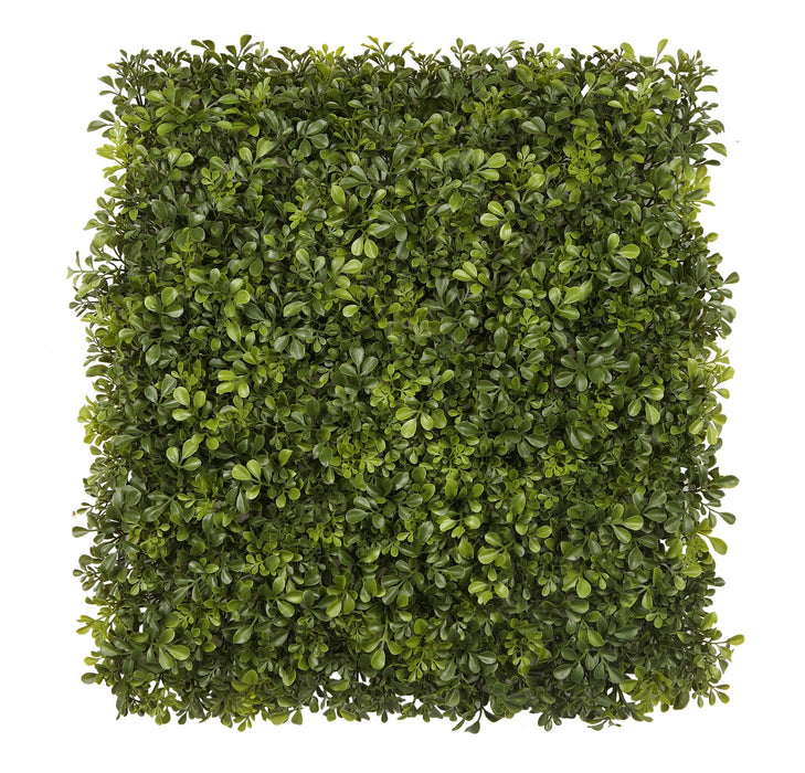 Boxwood Square - Green