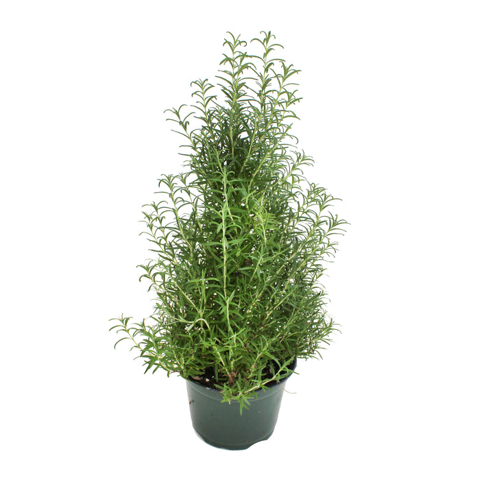 Rosemary Tree/Cone