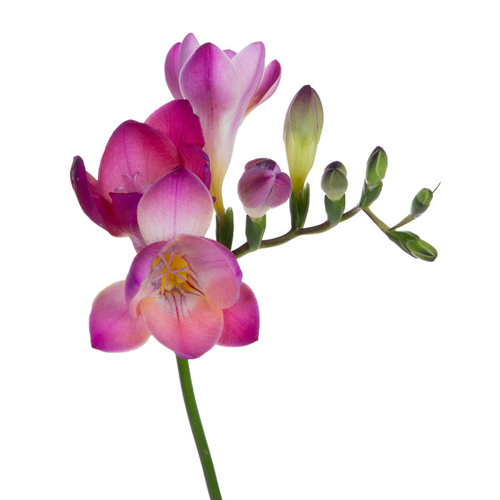 Freesia
