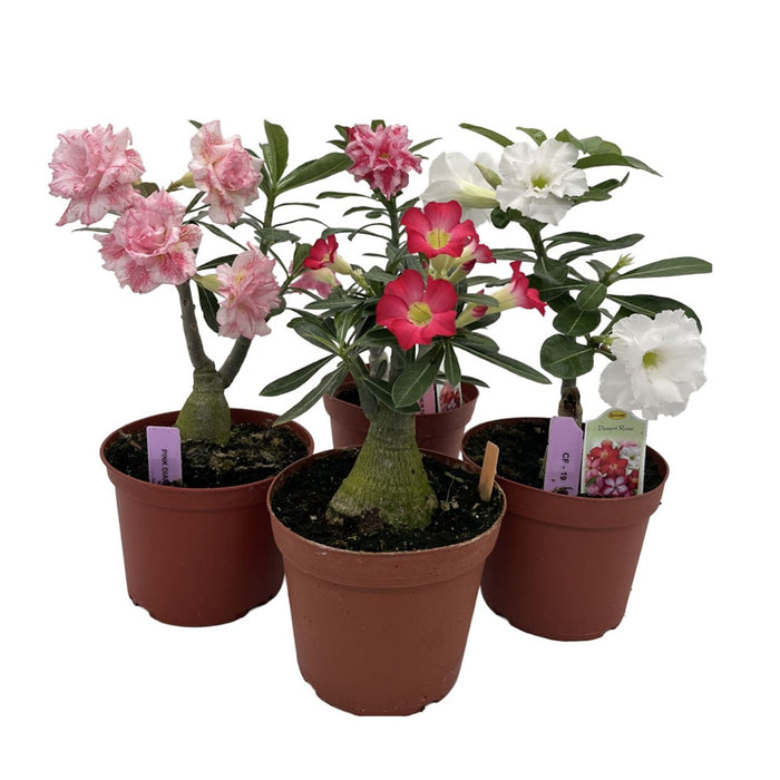 Adenenium Desert Rose