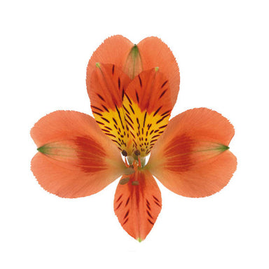 Alstroemeria Peach