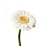 Germini White